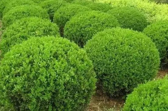 喬、灌木類植物的養(yǎng)護(hù)要點(diǎn)，看看凱蒂分享的這6點(diǎn)！