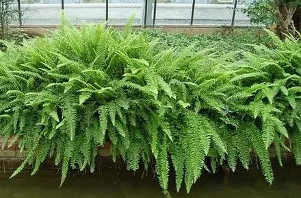 超可愛(ài)蕨類植物有哪些，你知道怎么養(yǎng)嗎？ 湖北綠化公司教你一招
