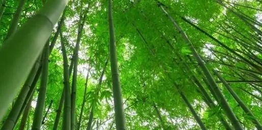 你知道樹(shù)木在園林綠化中的分類(lèi)嗎？