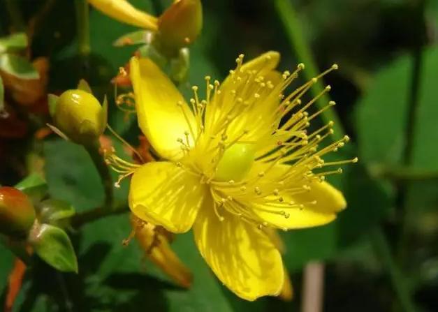 這類(lèi)觀花樹(shù)木，為何能在園林景觀中長(zhǎng)盛不衰？