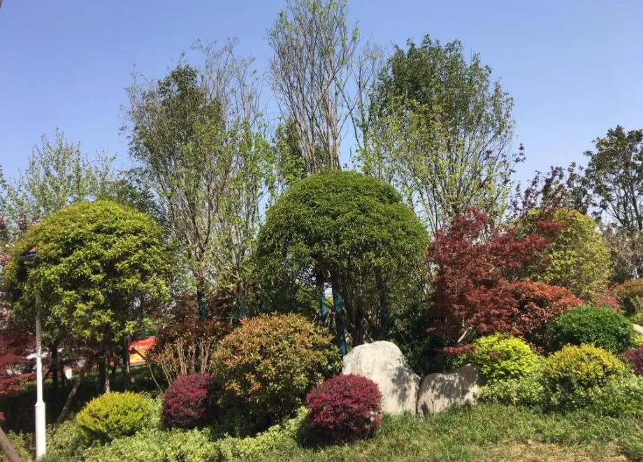 春季氣溫開(kāi)始回升，襄陽(yáng)園林綠化公司做好這些養(yǎng)護(hù)舉措，苗木來(lái)年存活好，長(zhǎng)枝快
