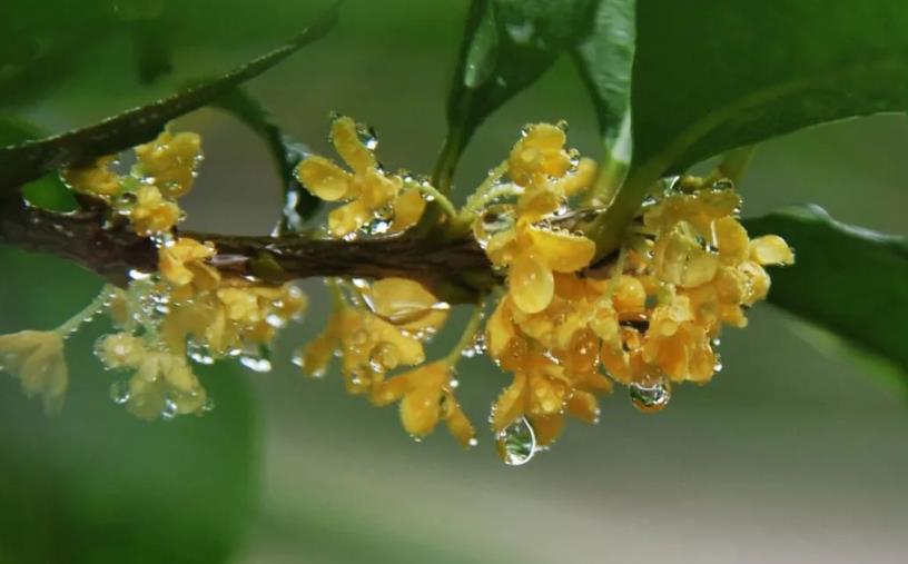 春季桂花移栽修剪有訣竅，襄陽園林綠化公司親傳經(jīng)驗，來年花多枝密長勢好