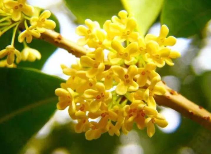 園林綠化zui愛的10種“花香之樹”！