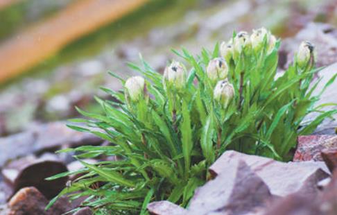 冰天雪地，為何也有植物開花？